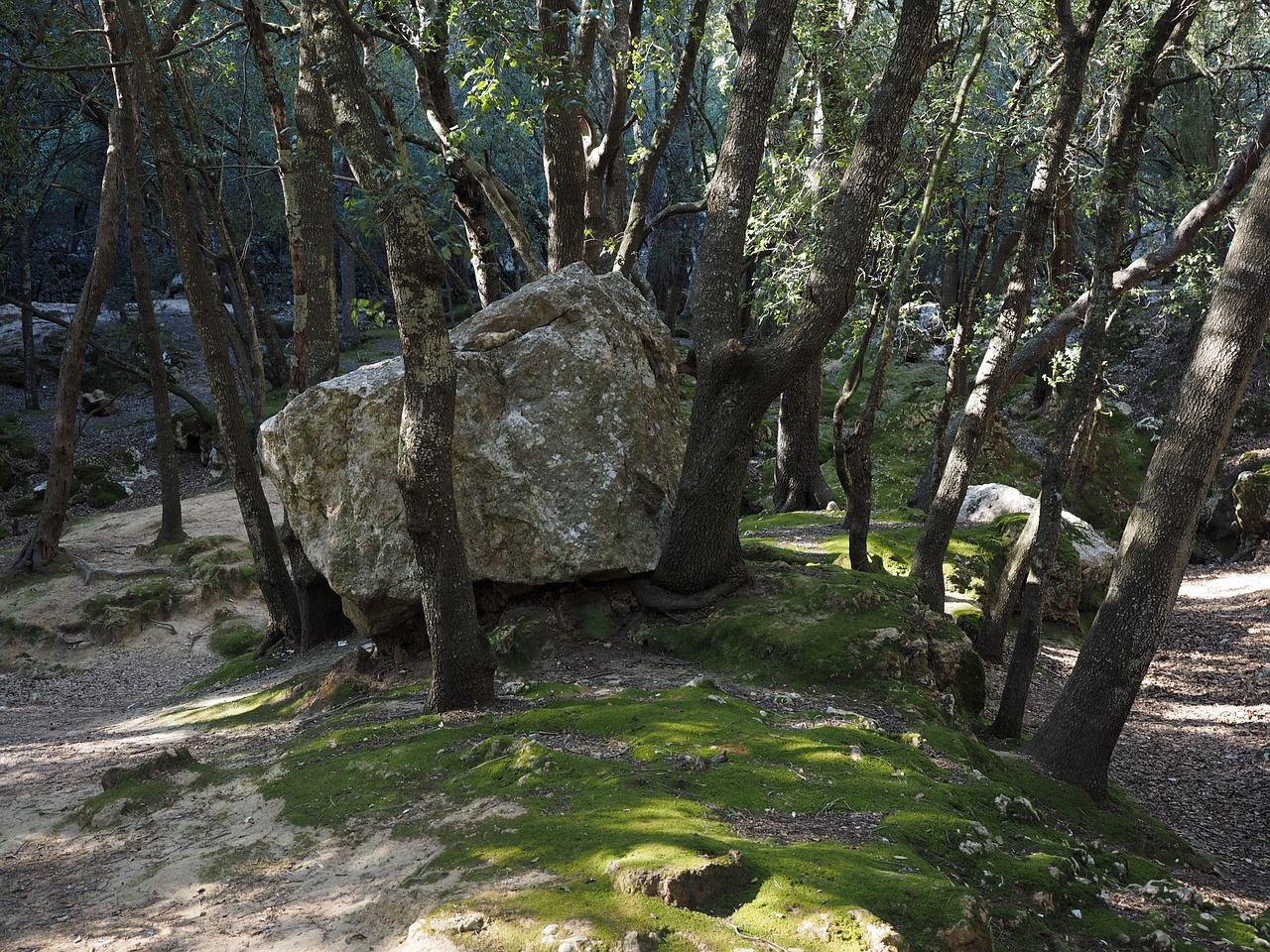 oak forest rock limestone free photo