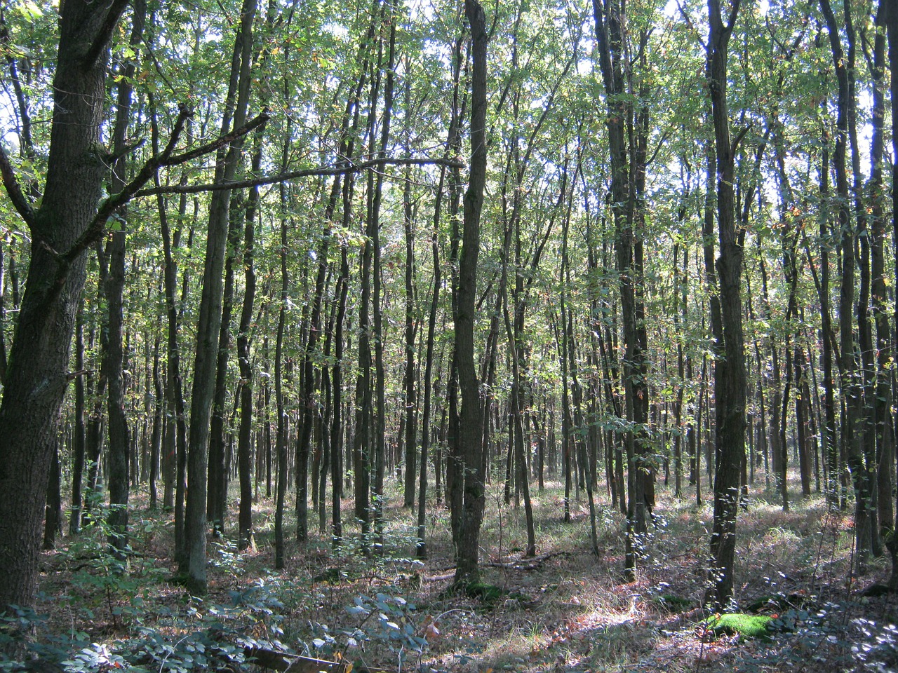 oak forest autumn emerge free photo