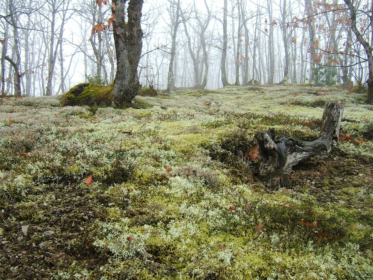 oak forest fog in the oak grove moss free photo