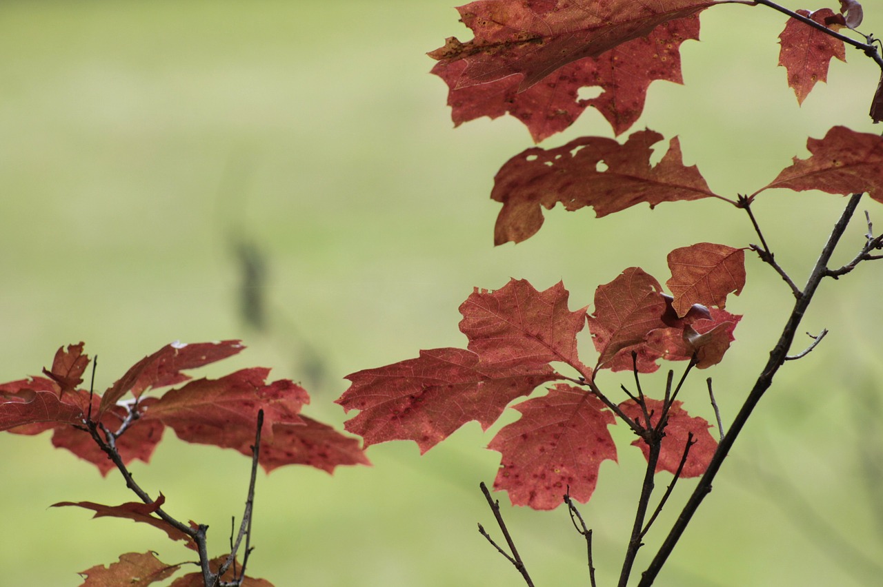 oak leaf leaves forest free photo