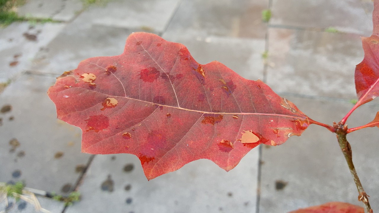 oak leaf autumn oak free photo