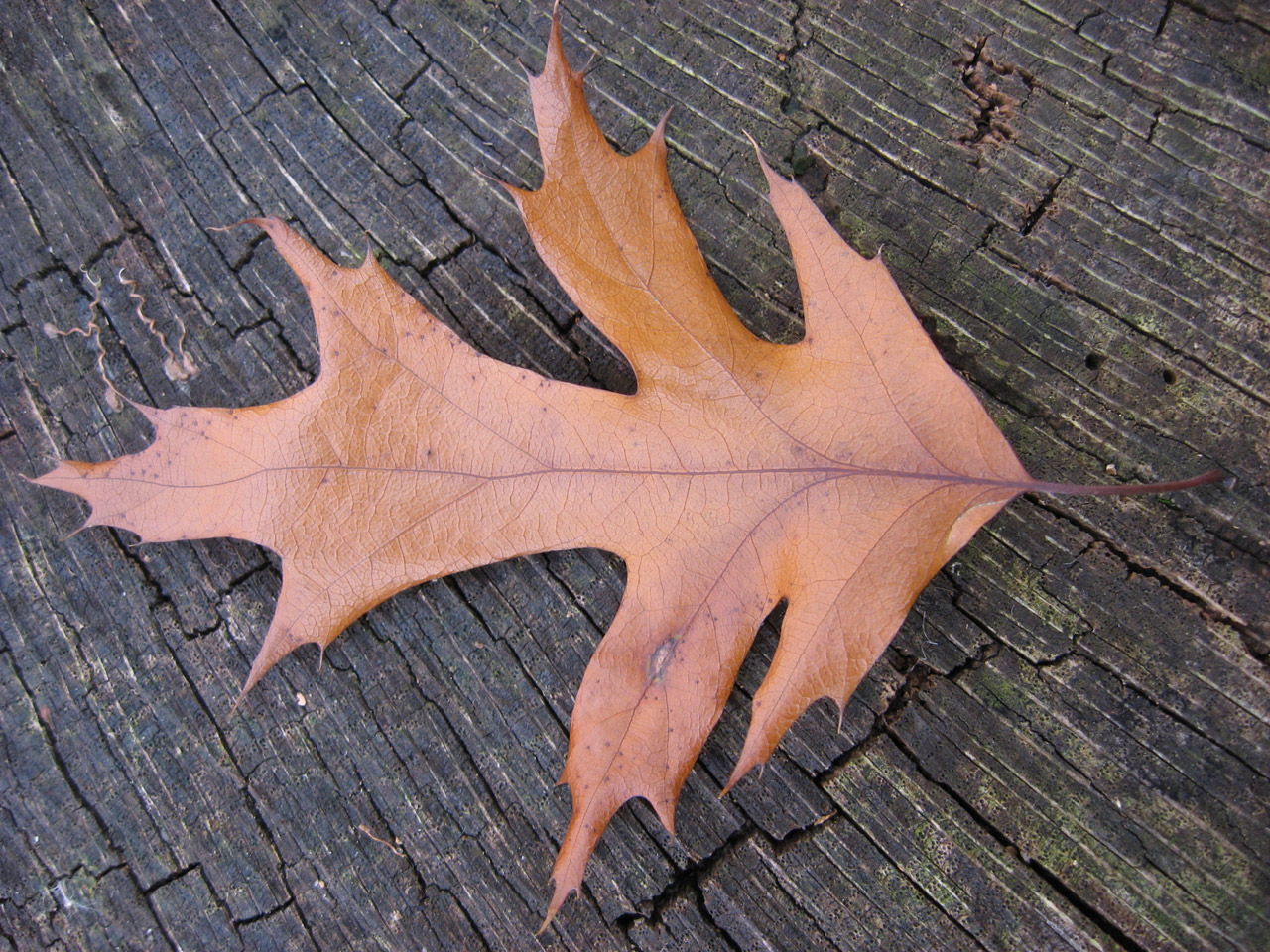 brown oak leaf free photo