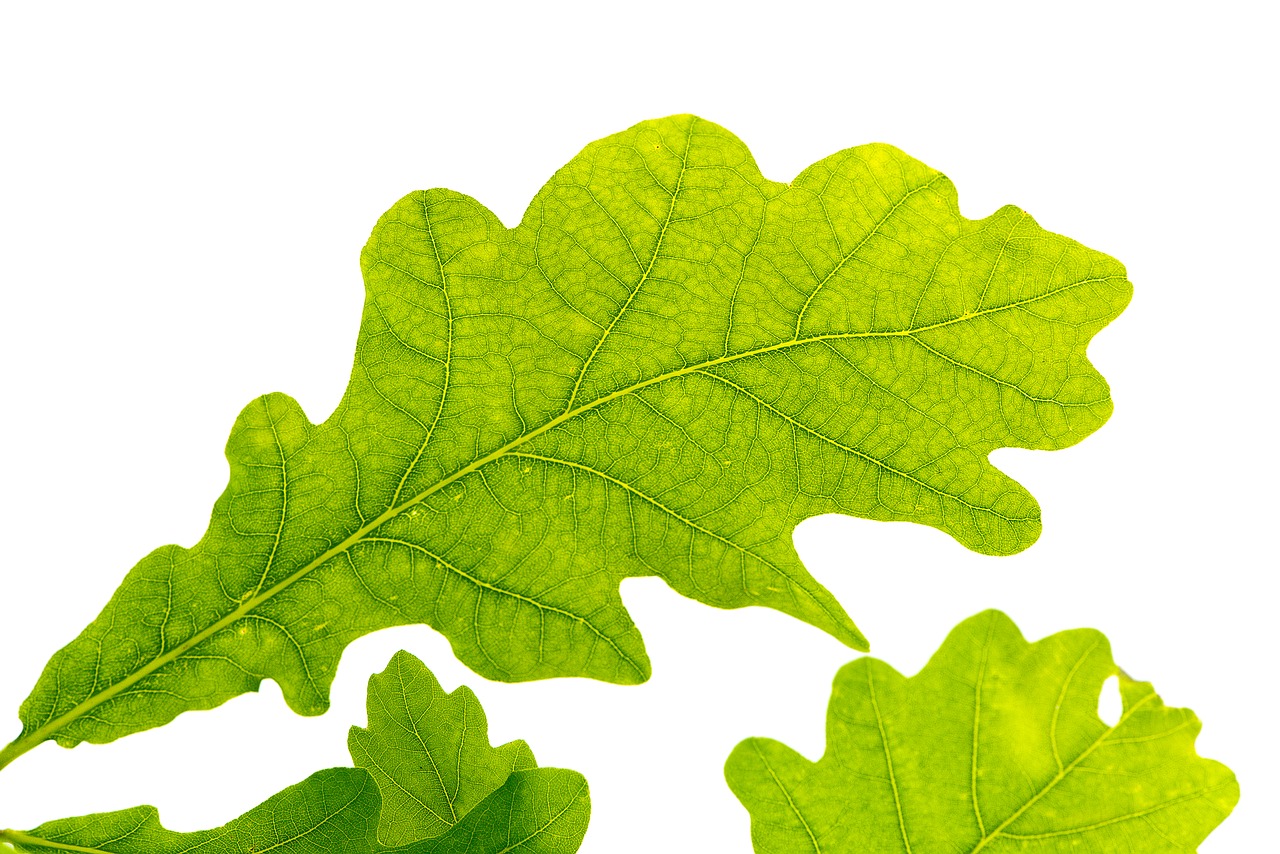 oak leaf green tree leaf free photo