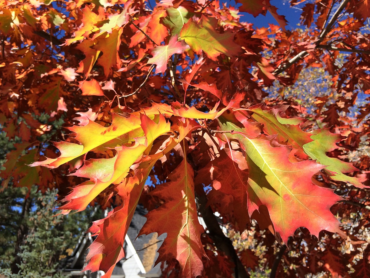 oak leaf red yellow free photo