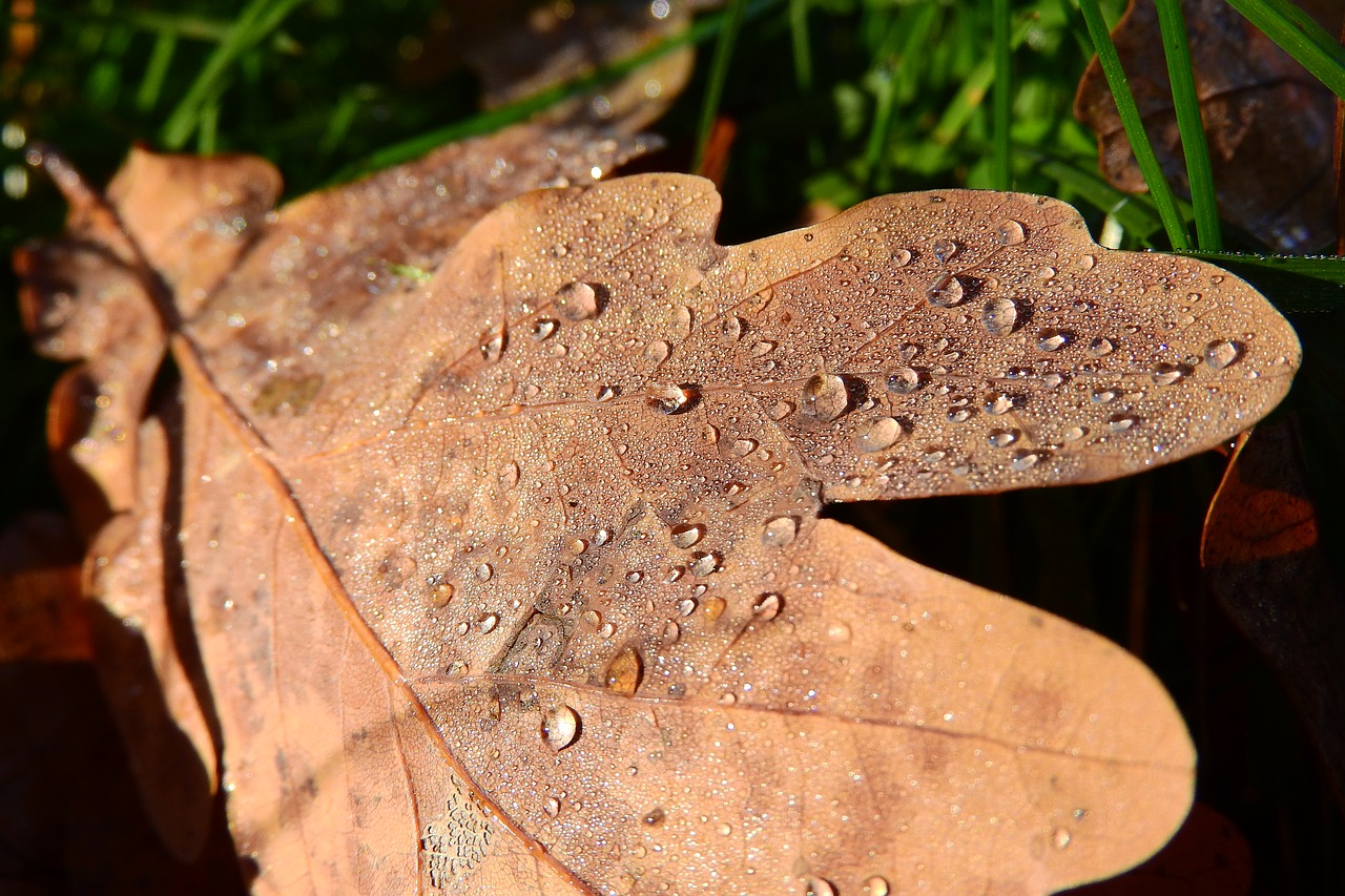 oak leaf oak drops free photo