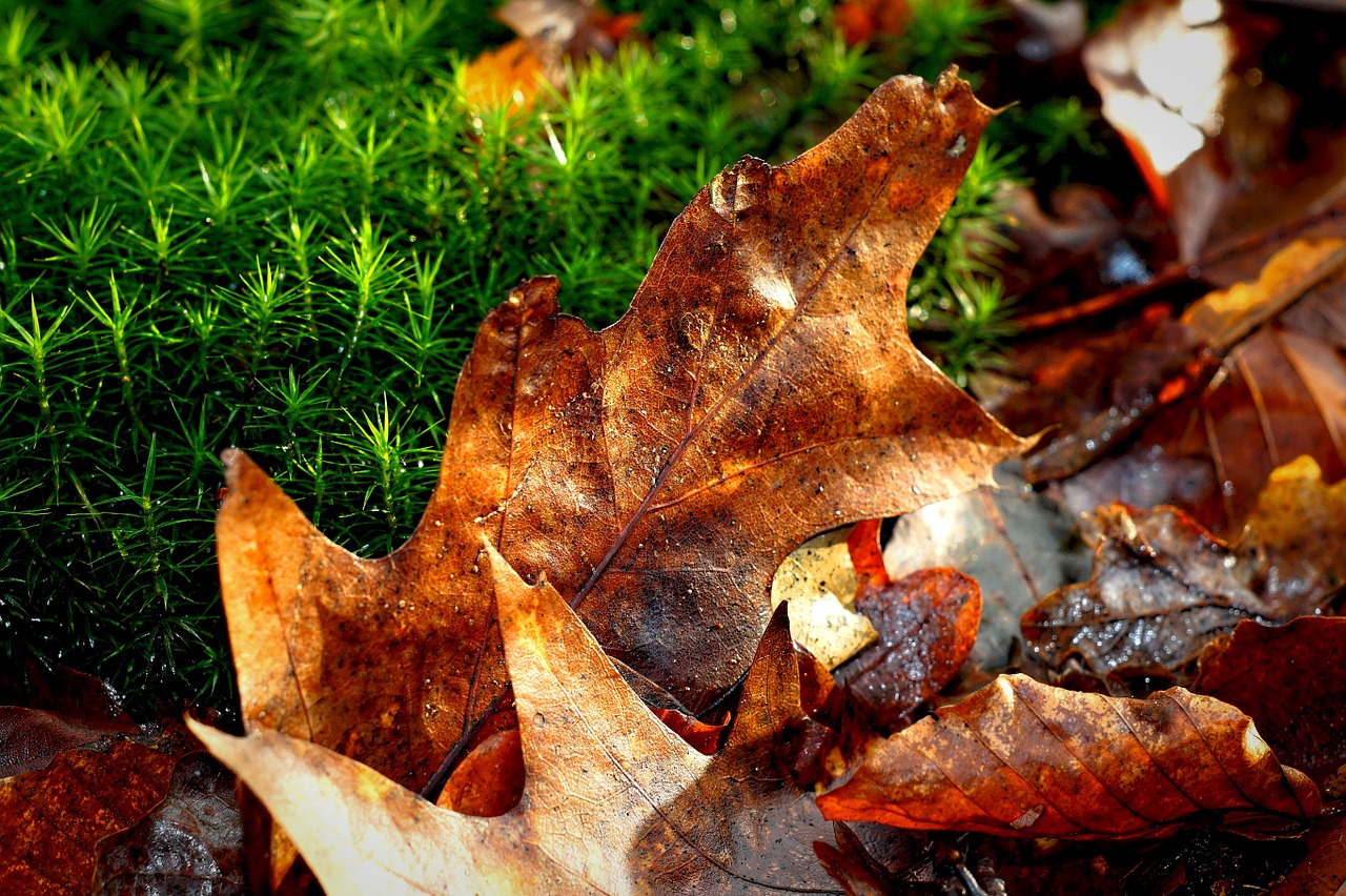 oak leaf leaf autumn free photo