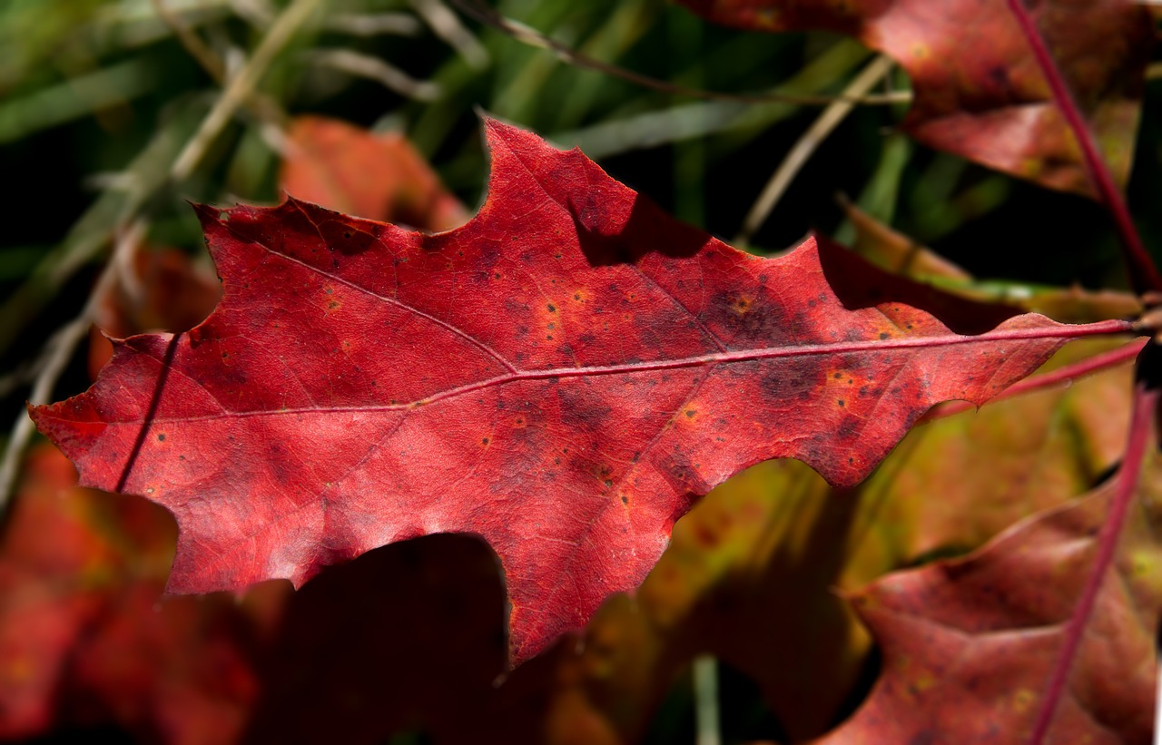 oak leaf red reddish free photo