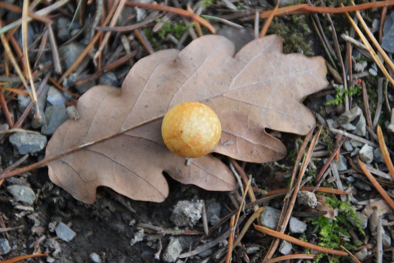 oak leaf galls ball free photo