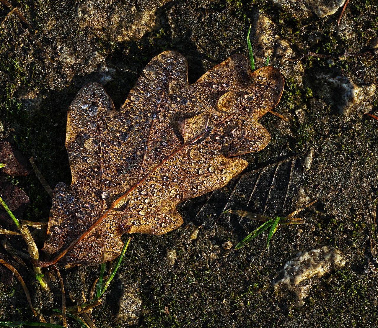 oak leaf leaf drop of water free photo