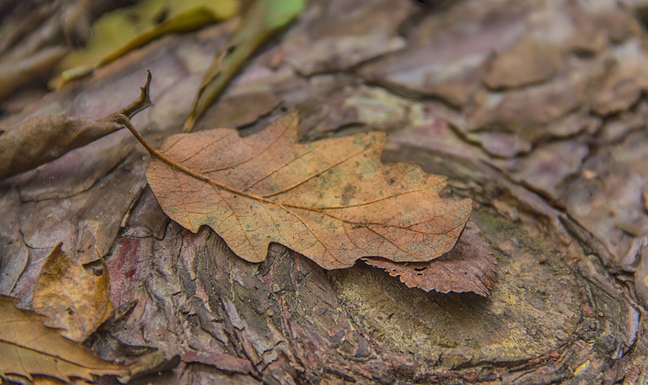 oak leaf  autumn leaf  leaf free photo
