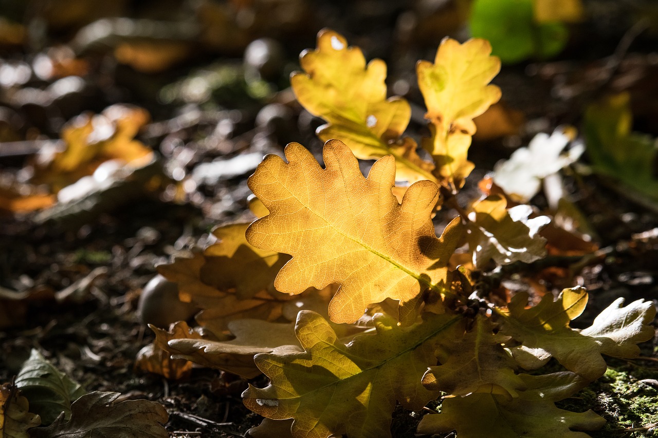 oak leaf  autumn  fall foliage free photo