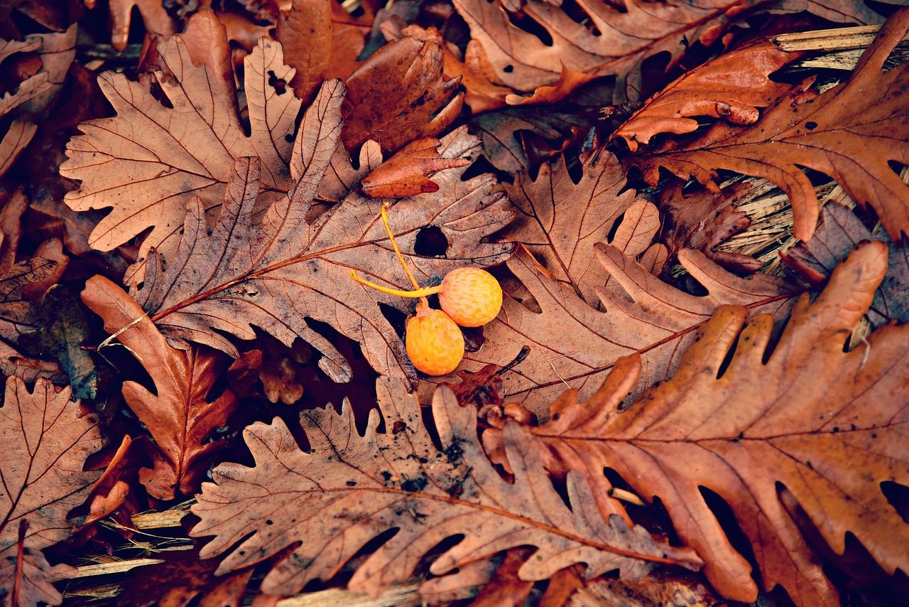 oak leaf  autumn color  yellow berry free photo