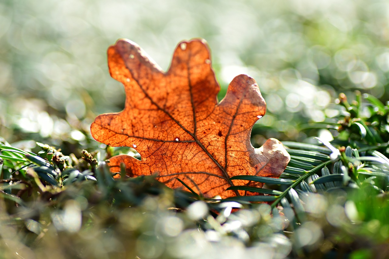 oak leaf  vein  pattern free photo