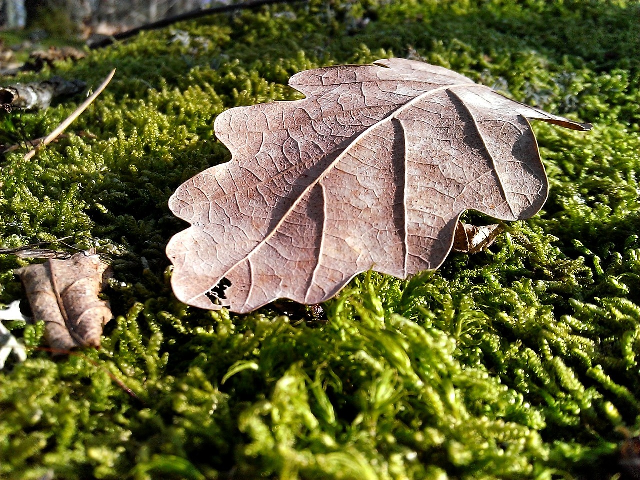 oak leaf moss forest free photo