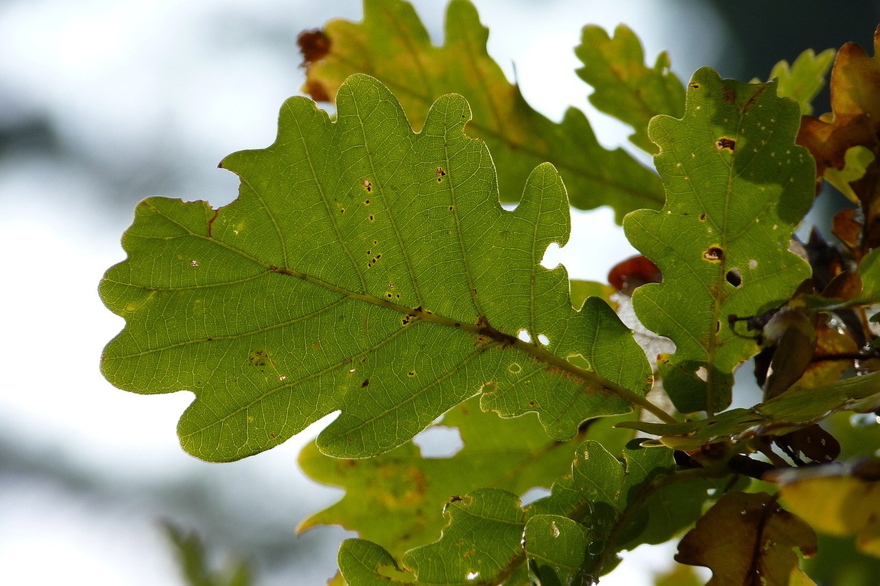 oak leaf oak leaf free photo