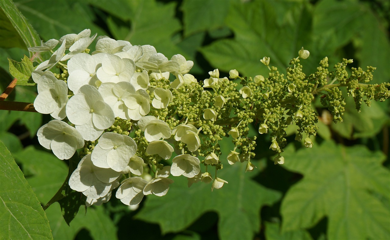 oak leaf hydrangea hydrangea blossoms free photo