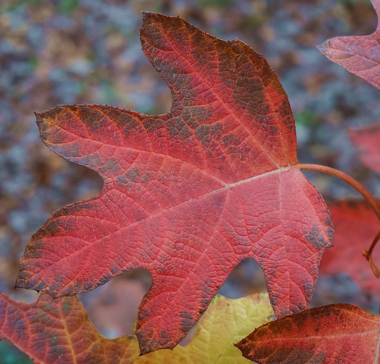 oak leaf hydrangea hydrangea leaf free photo