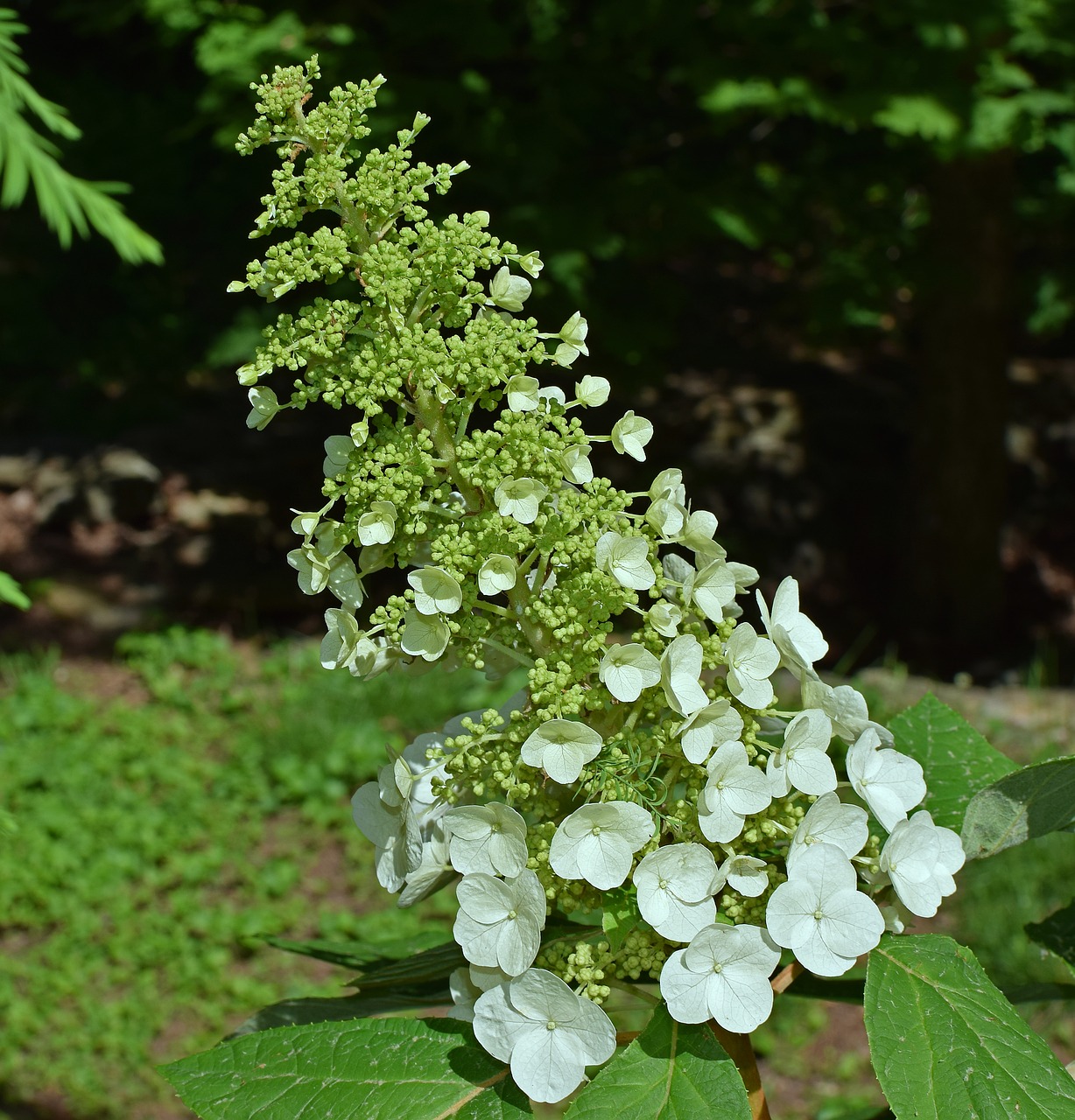 oak leaf hydrangea hydrangea white free photo