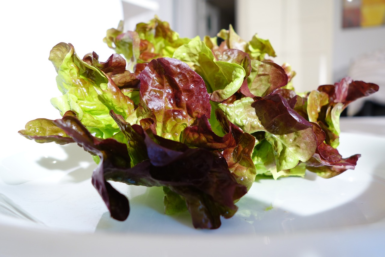 oak leaf lettuce  salad  healthy free photo