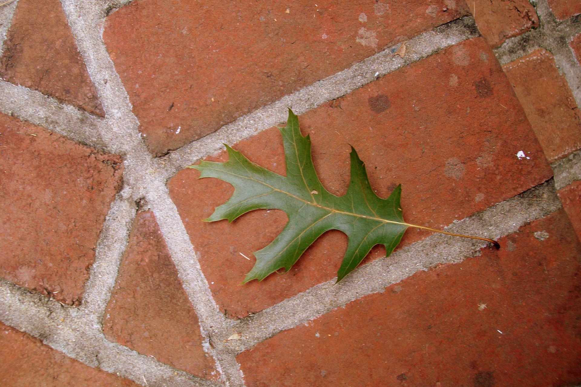 leaf oak oak leaf free photo