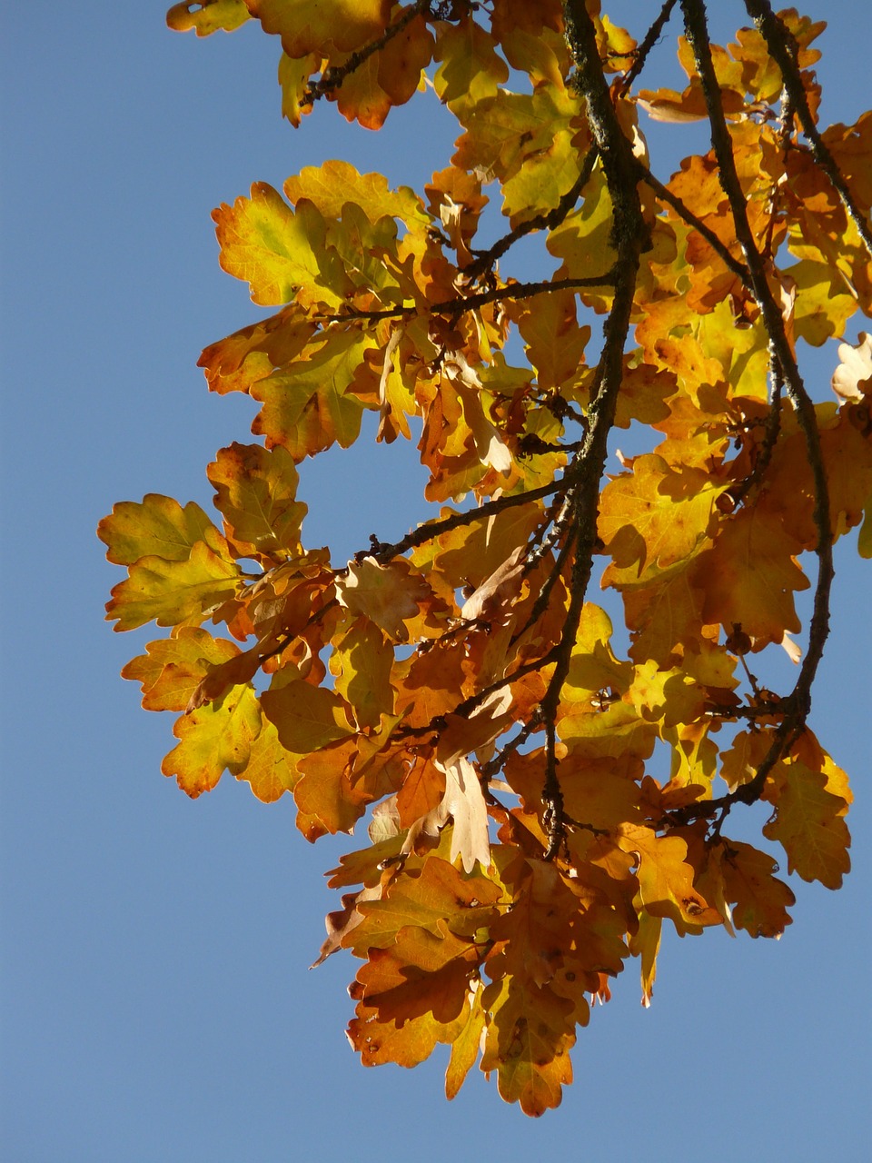 oak leaves oak quercus free photo
