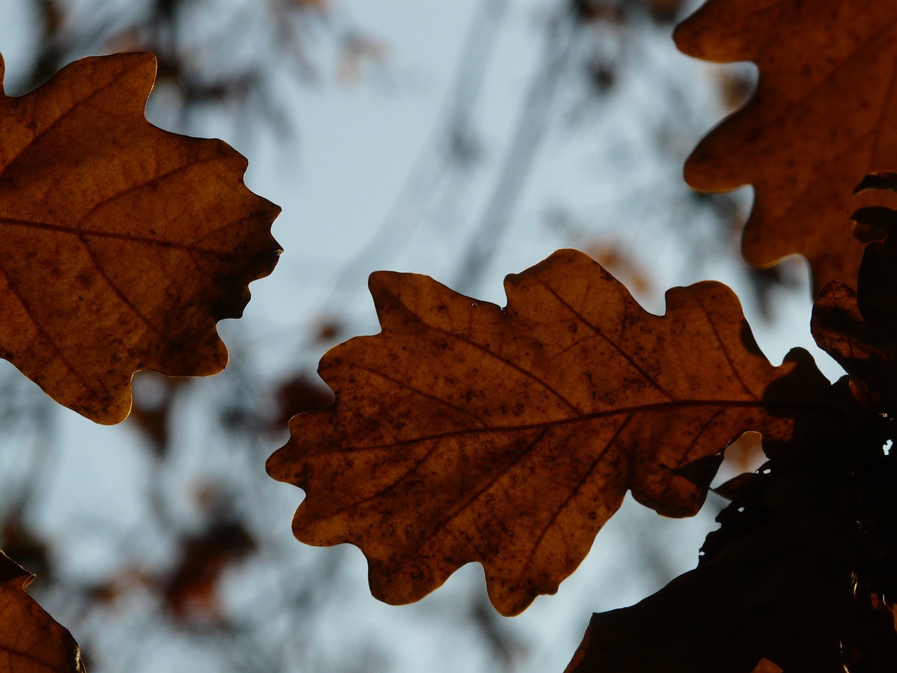 oak leaves oak quercus free photo