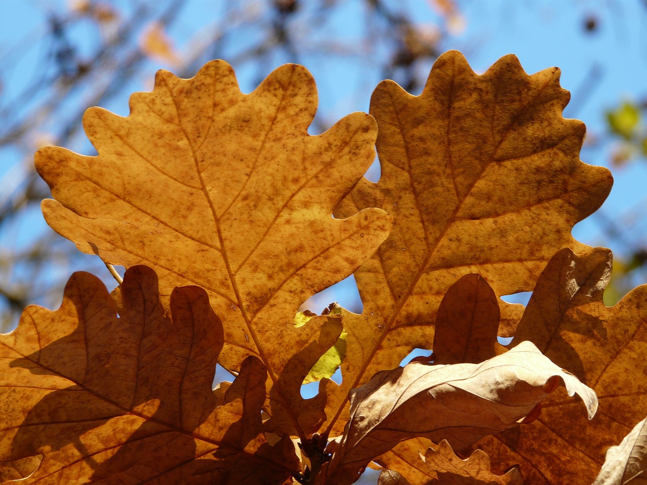 oak leaves oak quercus free photo