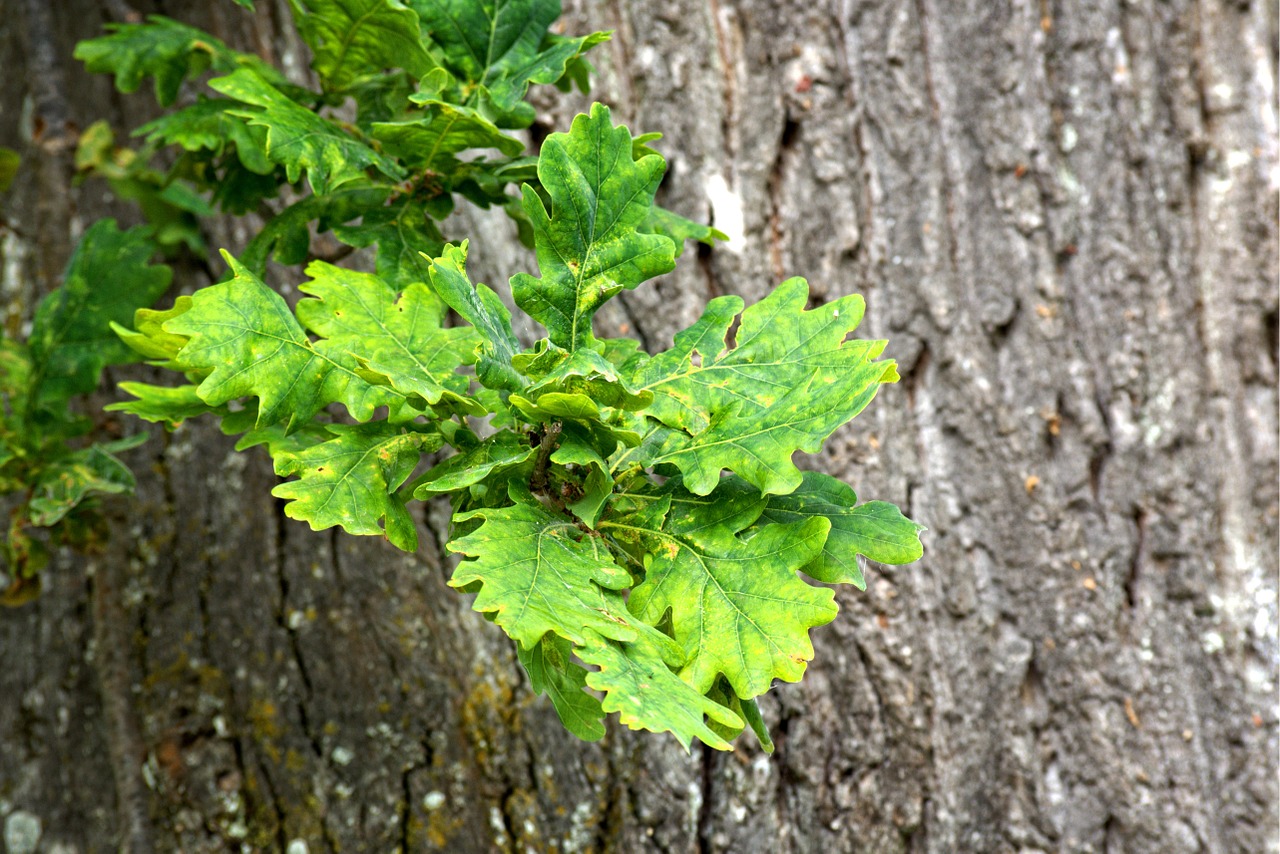 Download free photo of Oak leaves,leaves,oak,tree,green - from needpix.com