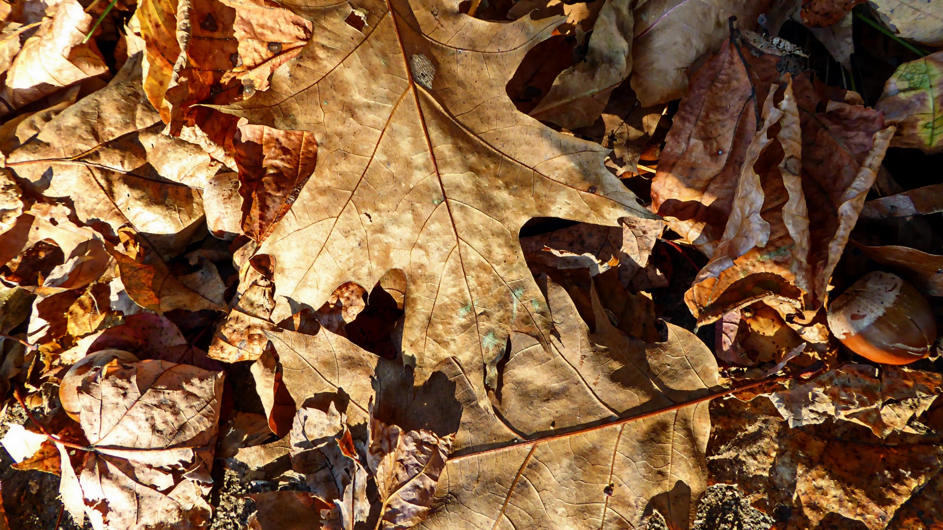 autumn foliage leaves free photo