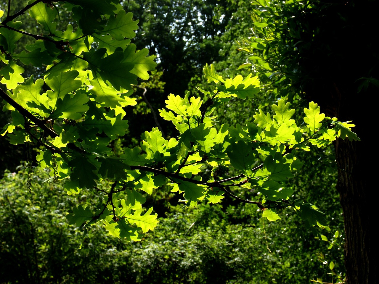 oak leaves branch tree free photo