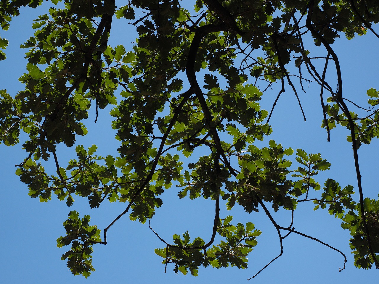 oak leaves aesthetic branches free photo