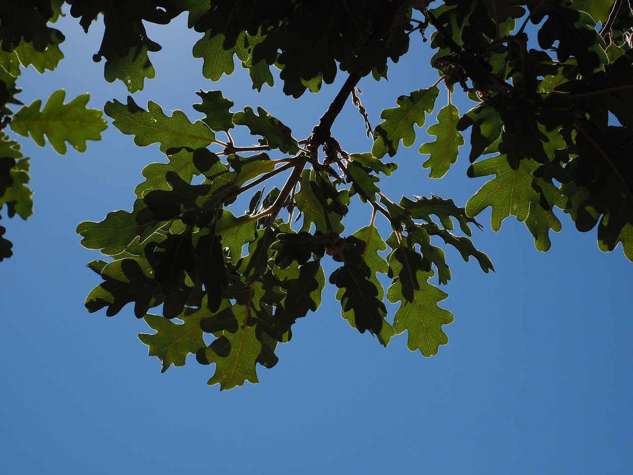 oak leaves silvery shine free photo