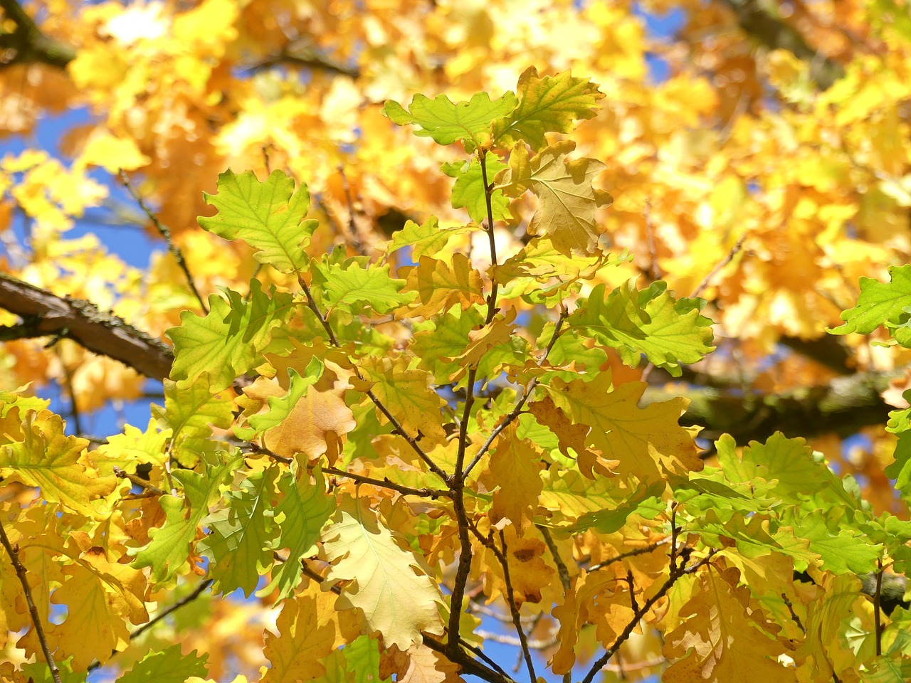 oak leaves autumn fall foliage free photo