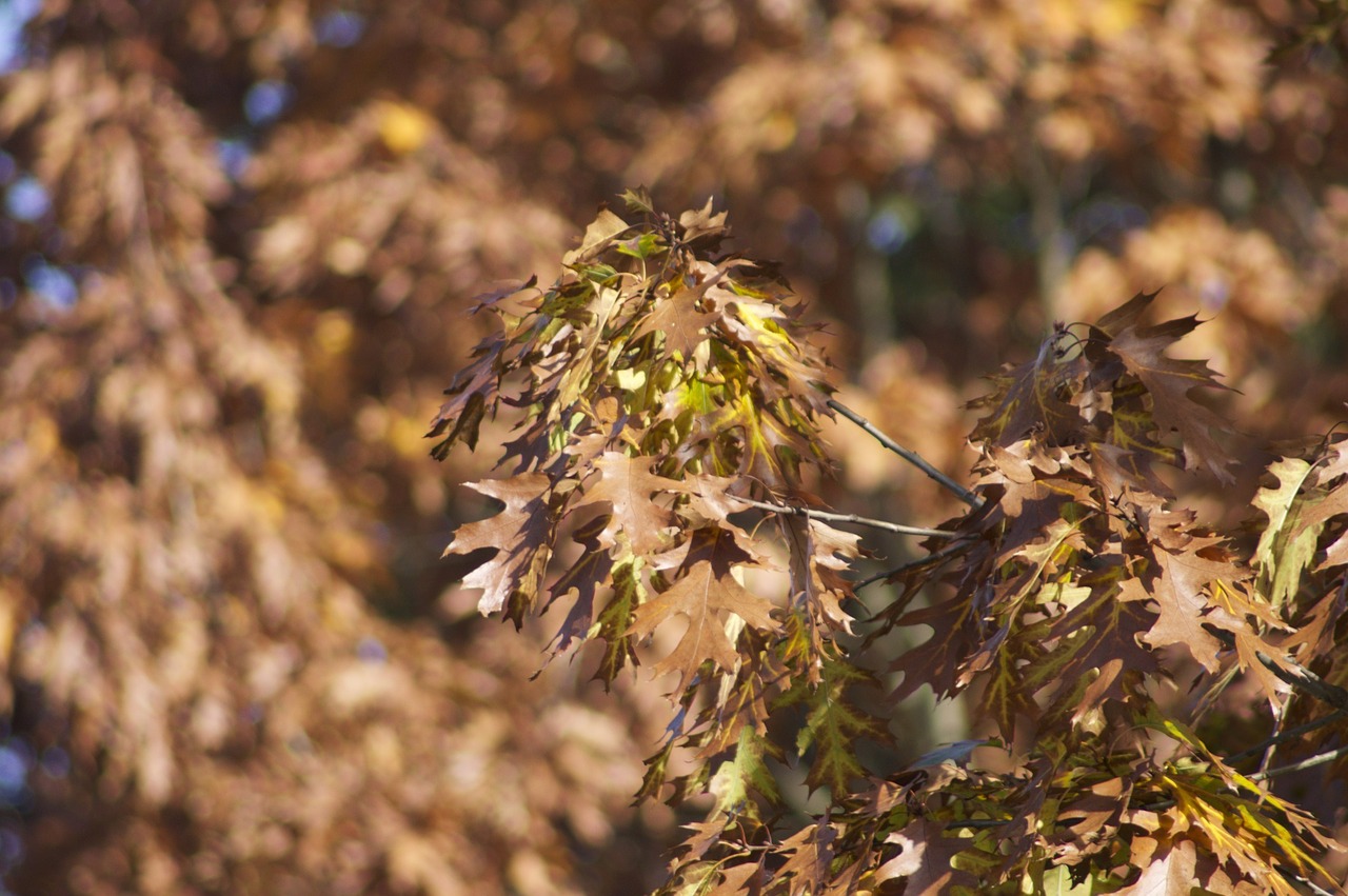 oak leaves autumn tree free photo