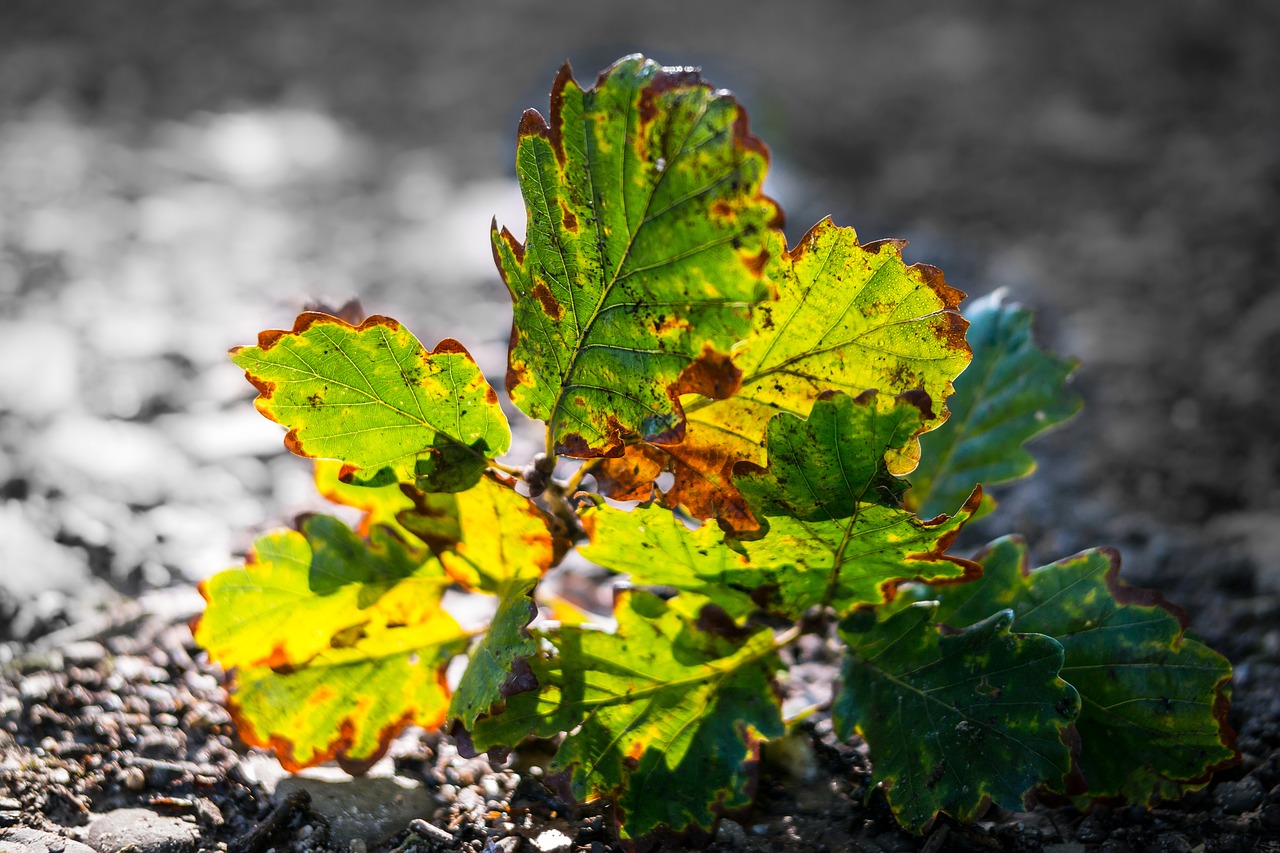 oak leaves oak branch free photo