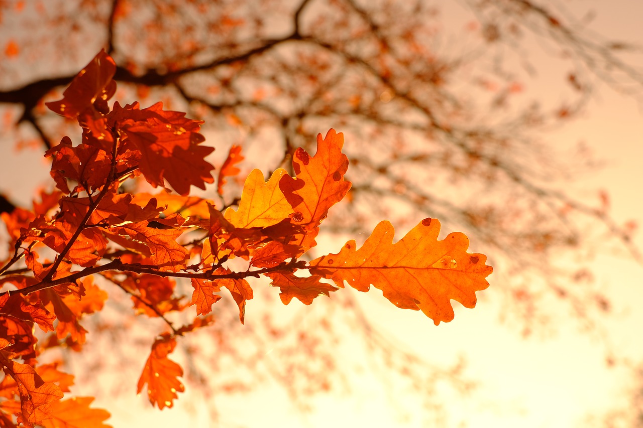 oak leaves  leaves  fall foliage free photo