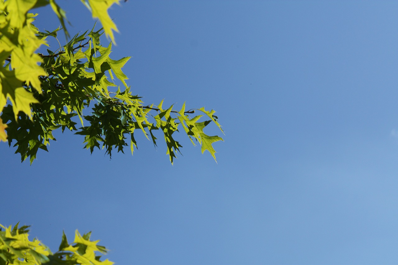 oak leaves  sky  leaves free photo