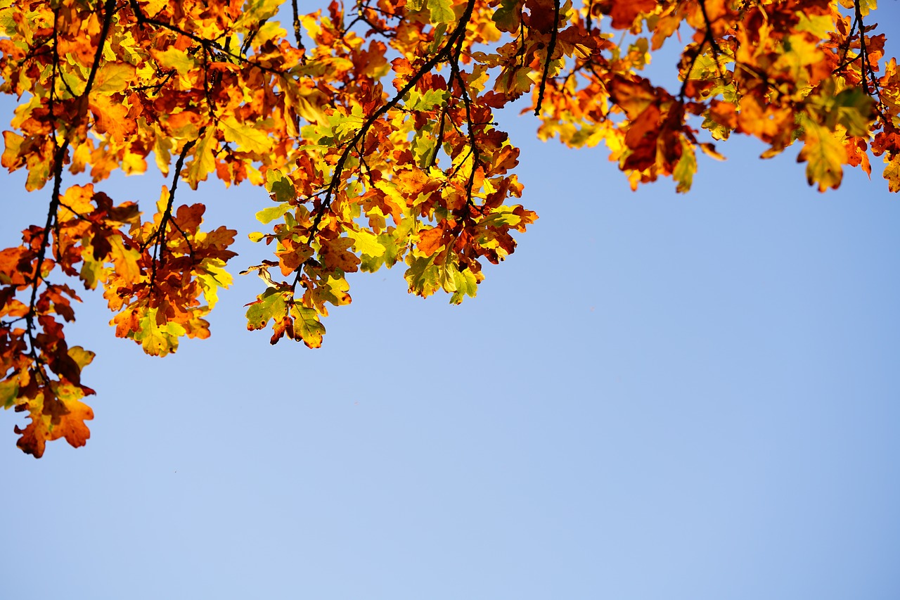 oak leaves  leaves  oak free photo