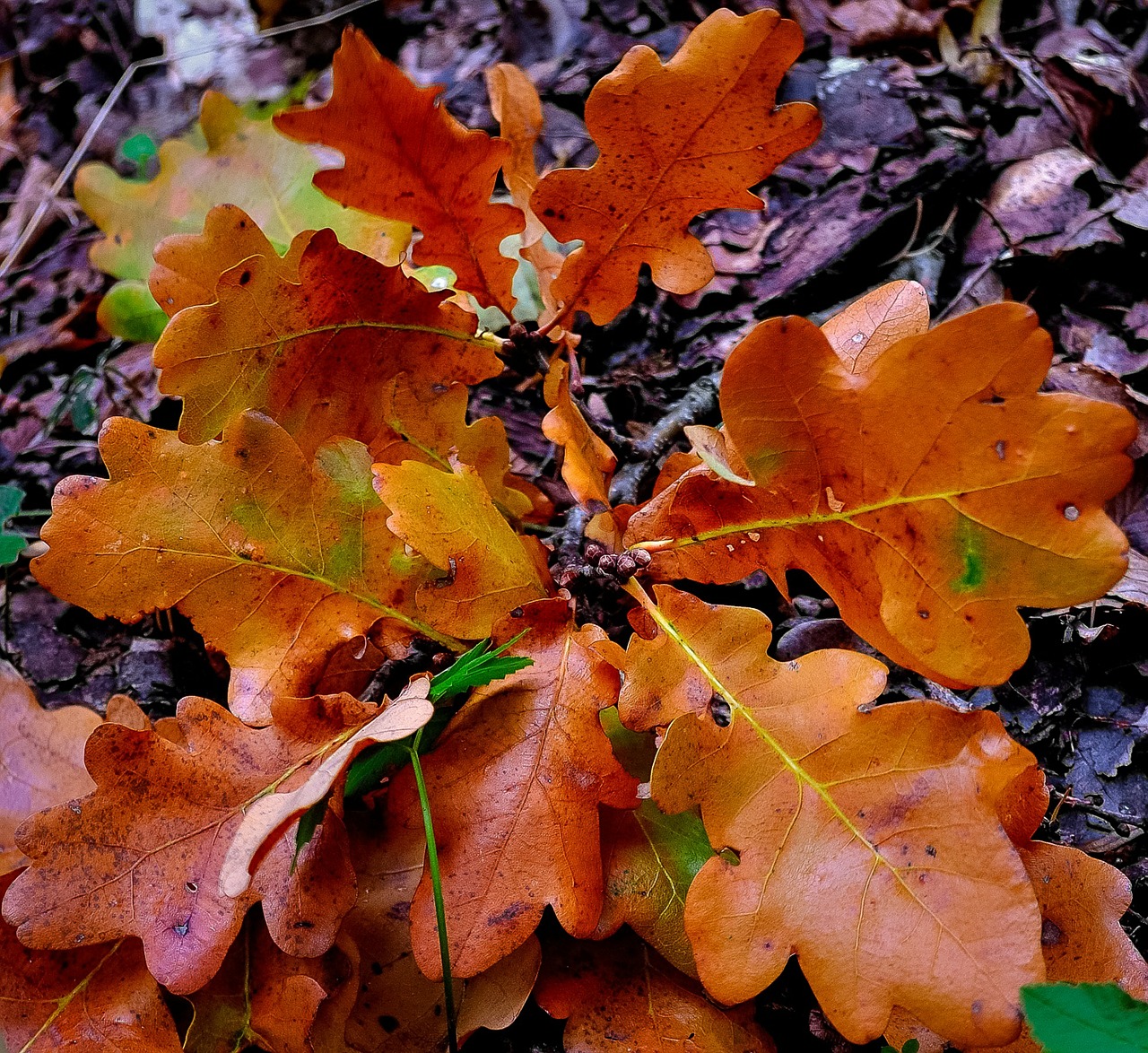 oak leaves autumn leaves free photo