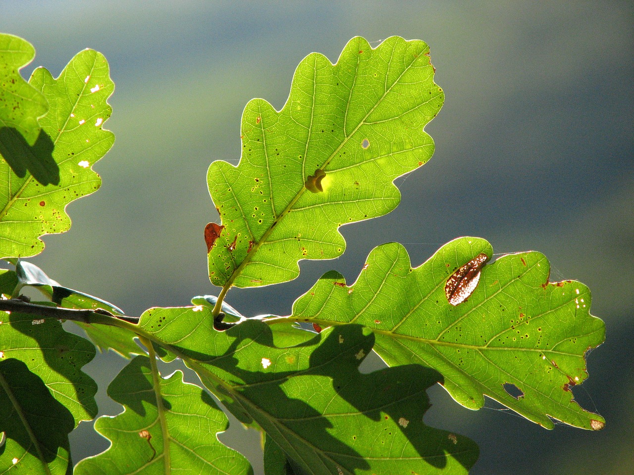 oak leaves green structure free photo