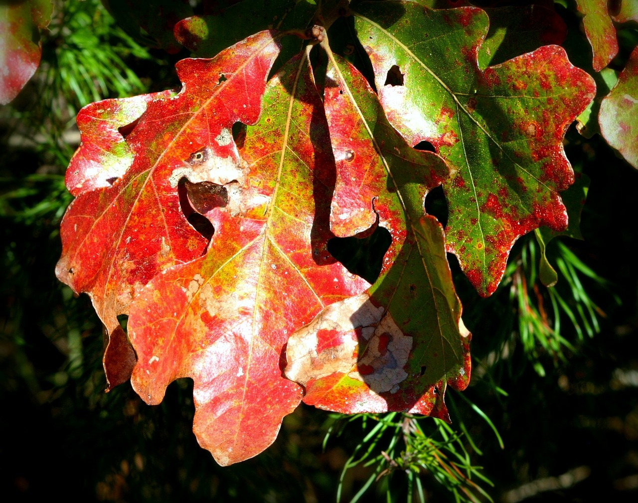 oak leaves fall autumn free photo