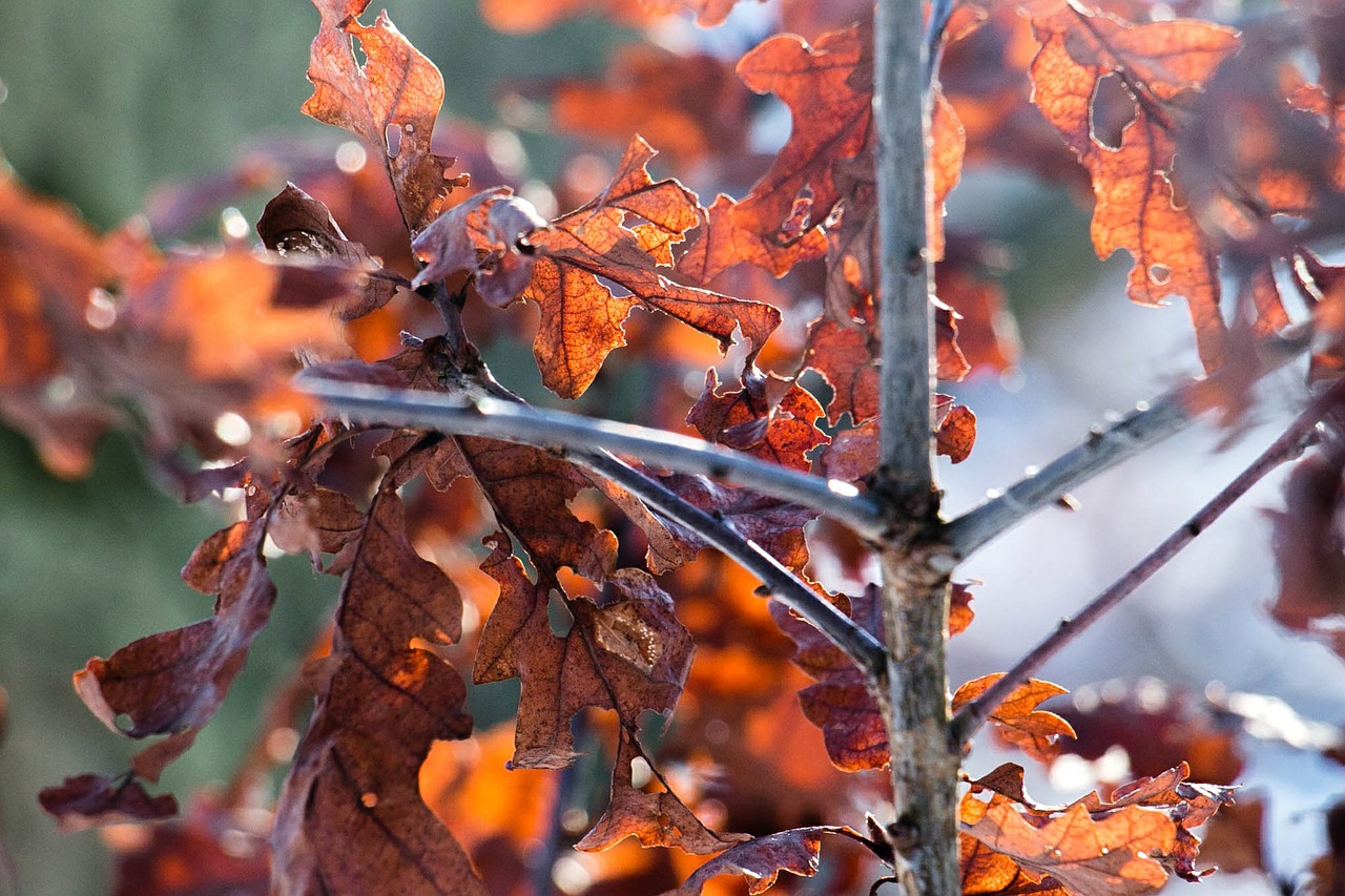 oak leaves autumn winter leaf free photo