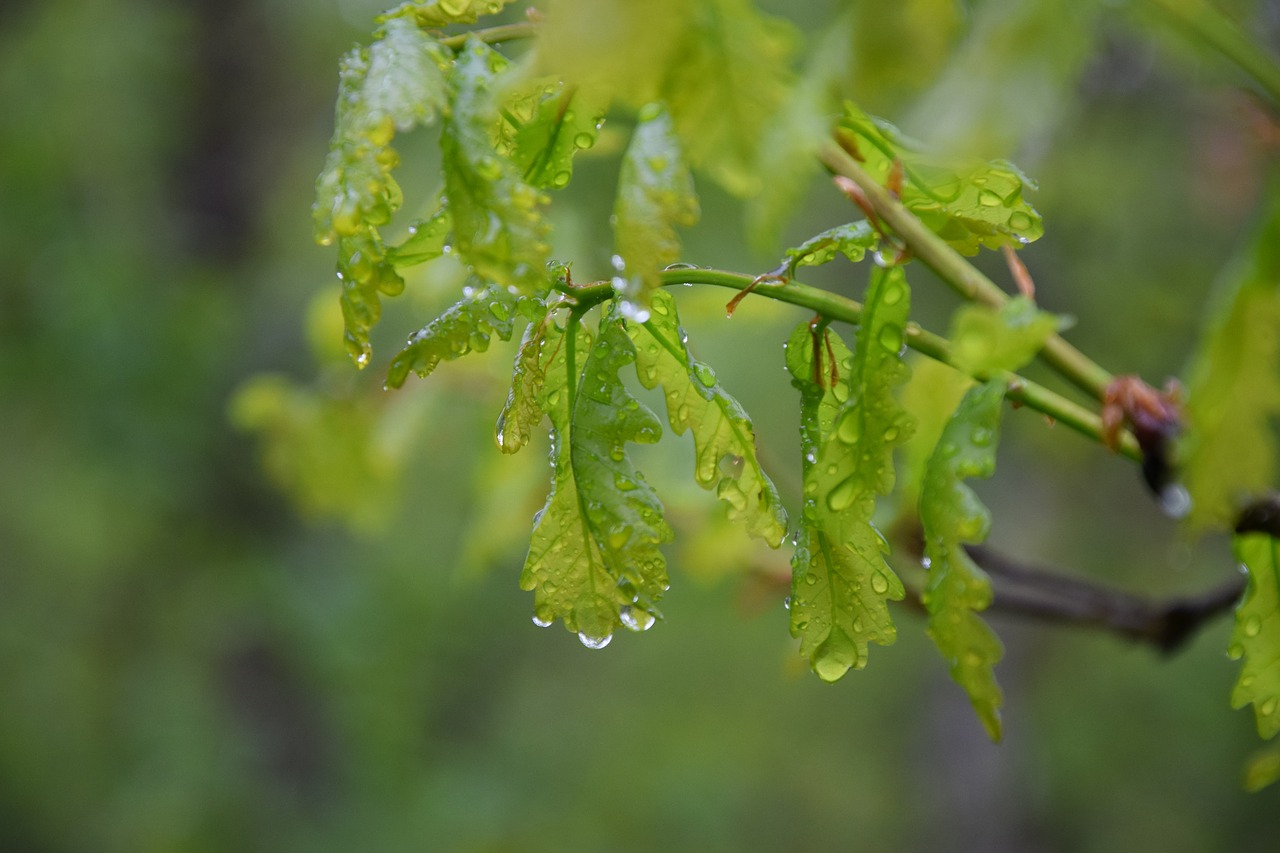 oak leaves oak rain free photo