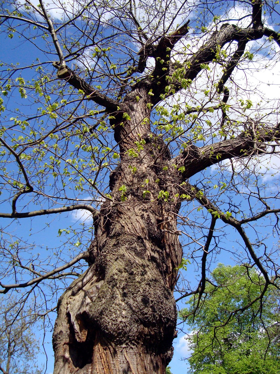 oak tree tree summer free photo