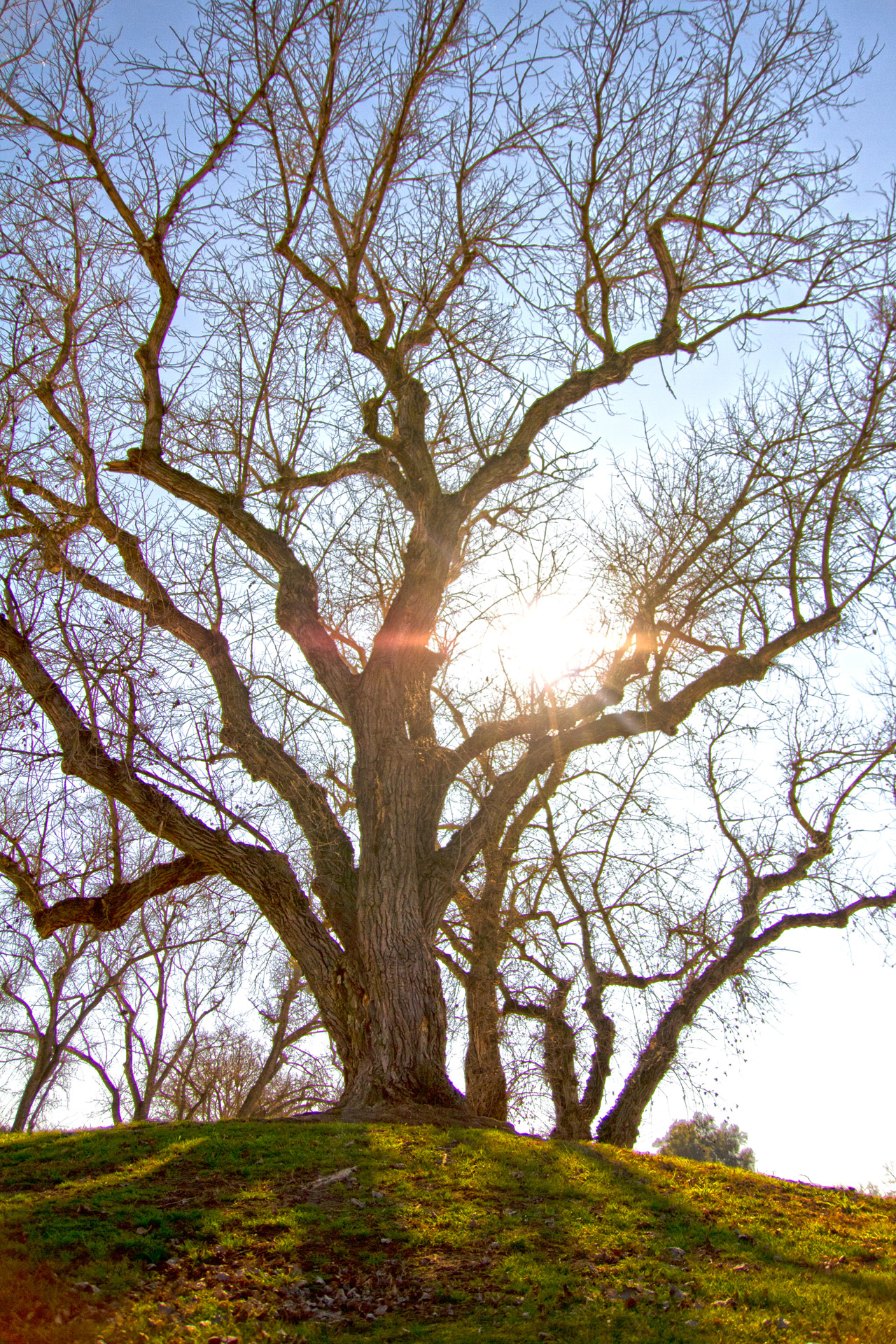 oak tree tree wood free photo