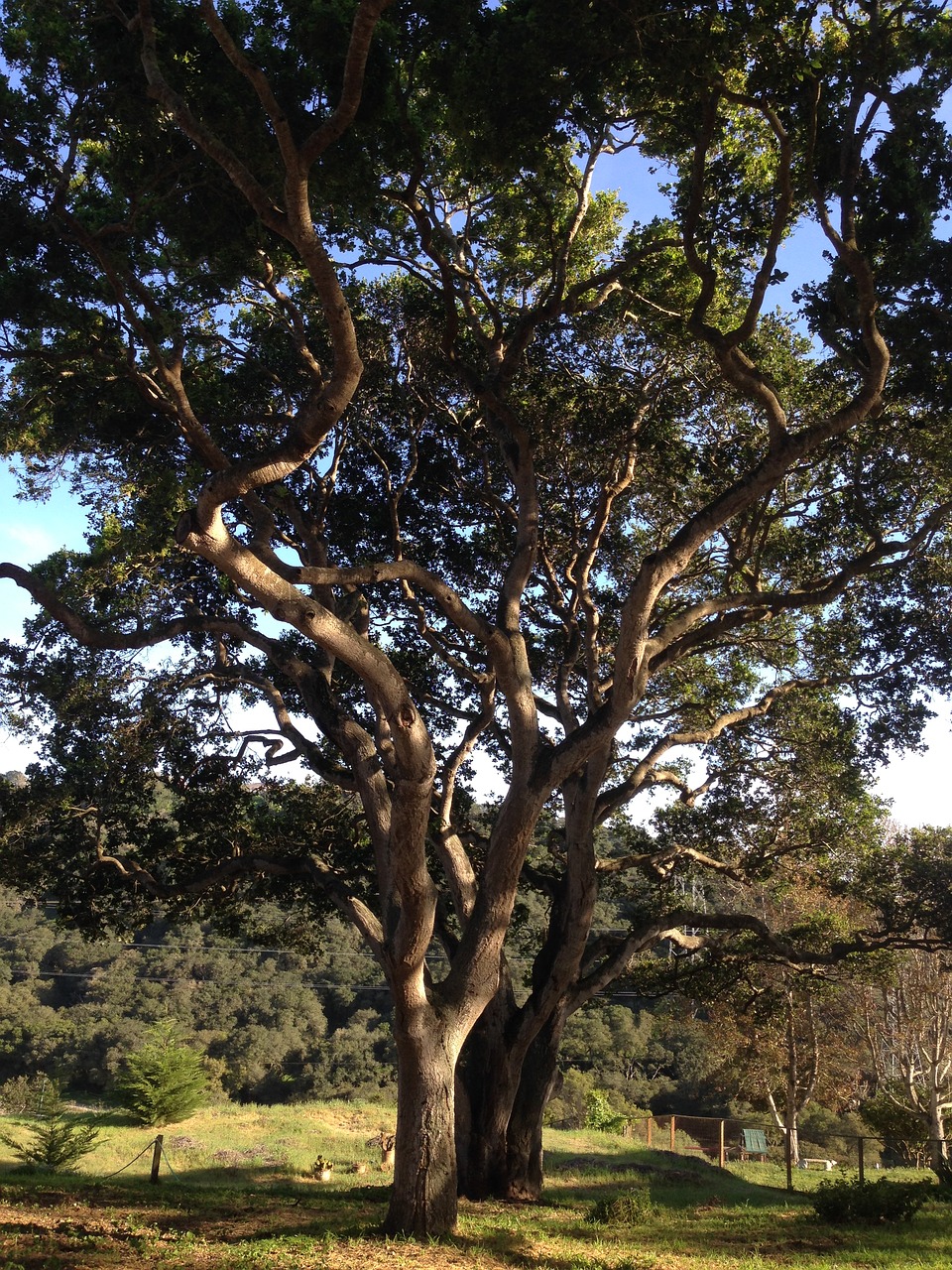 oak tree nature tree free photo