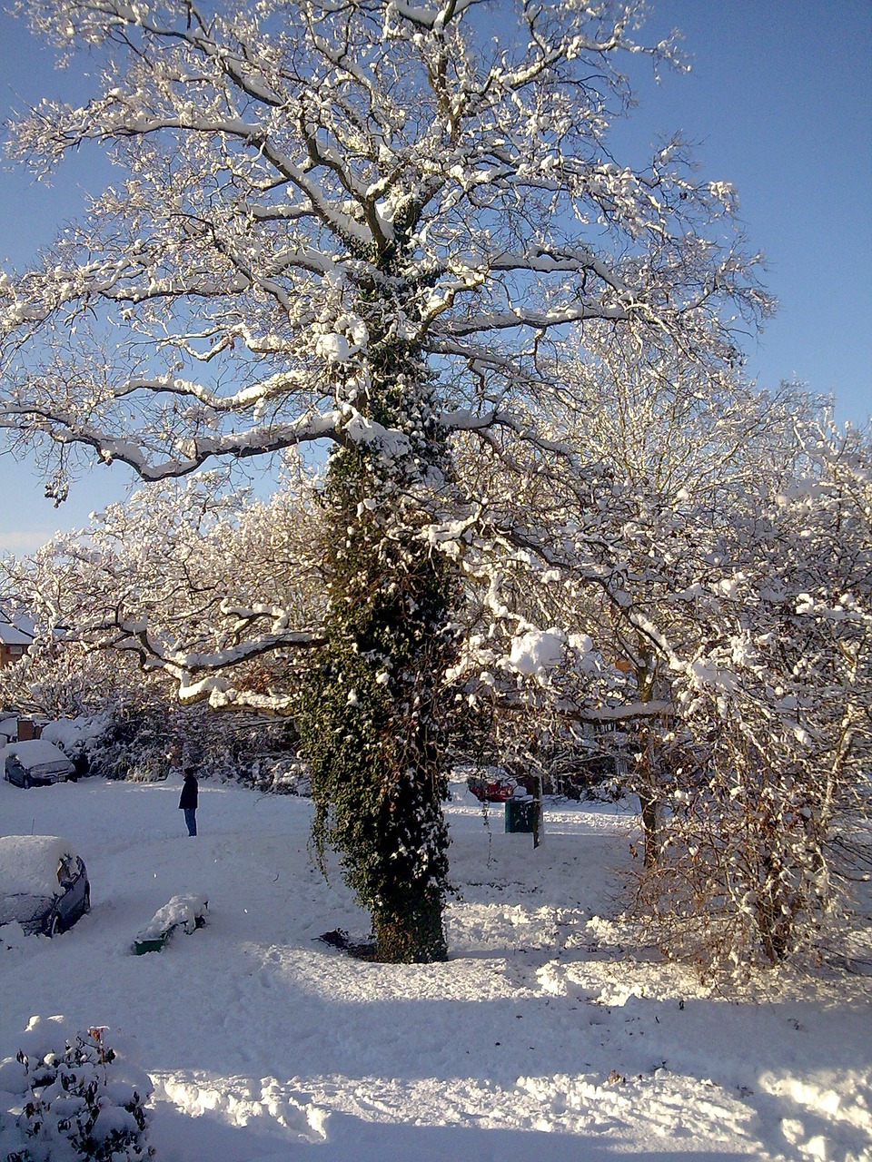 oak tree tree snowy scene free photo