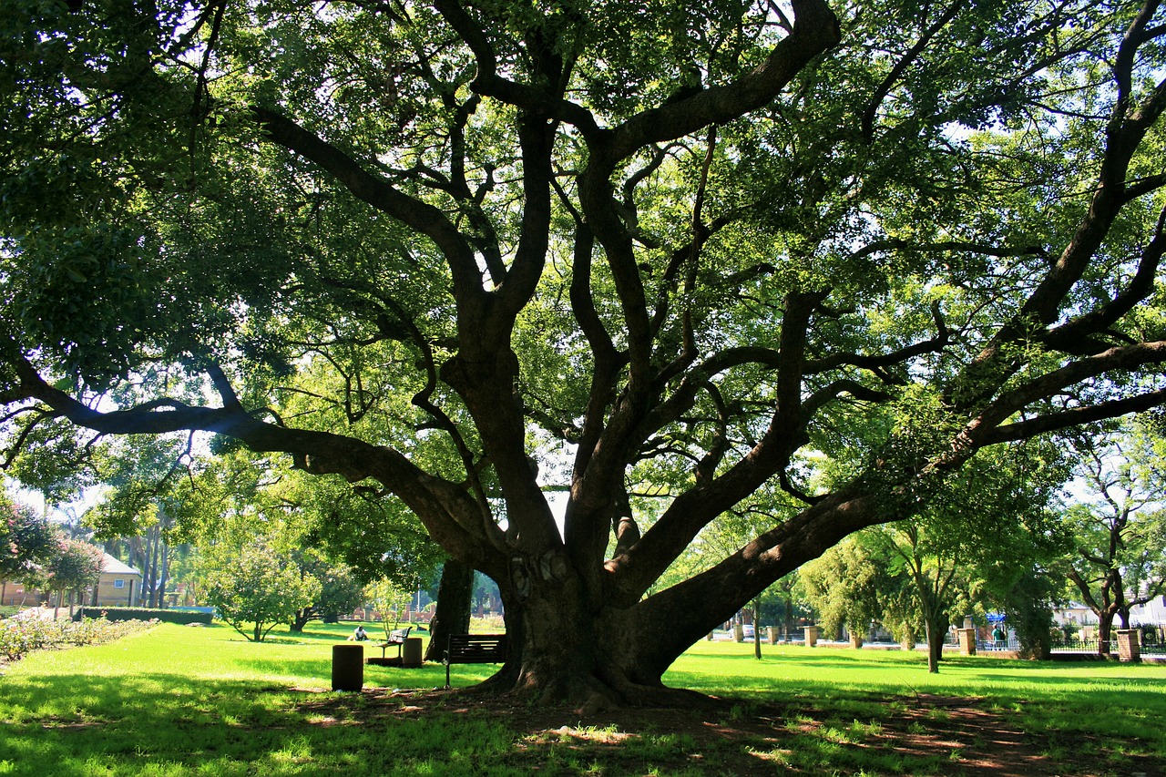 oak tree tree oak free photo