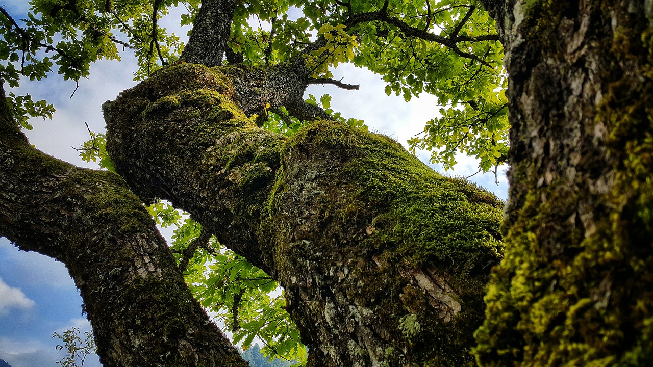 oak tree  nature  bosnia and herzegovina free photo
