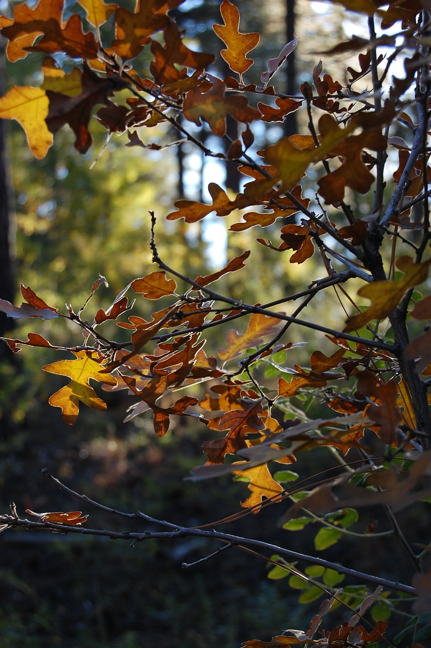 oak tree leaves autumn free photo